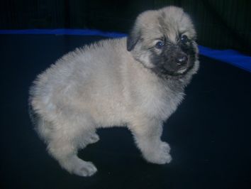  Breeze at 5 weeks