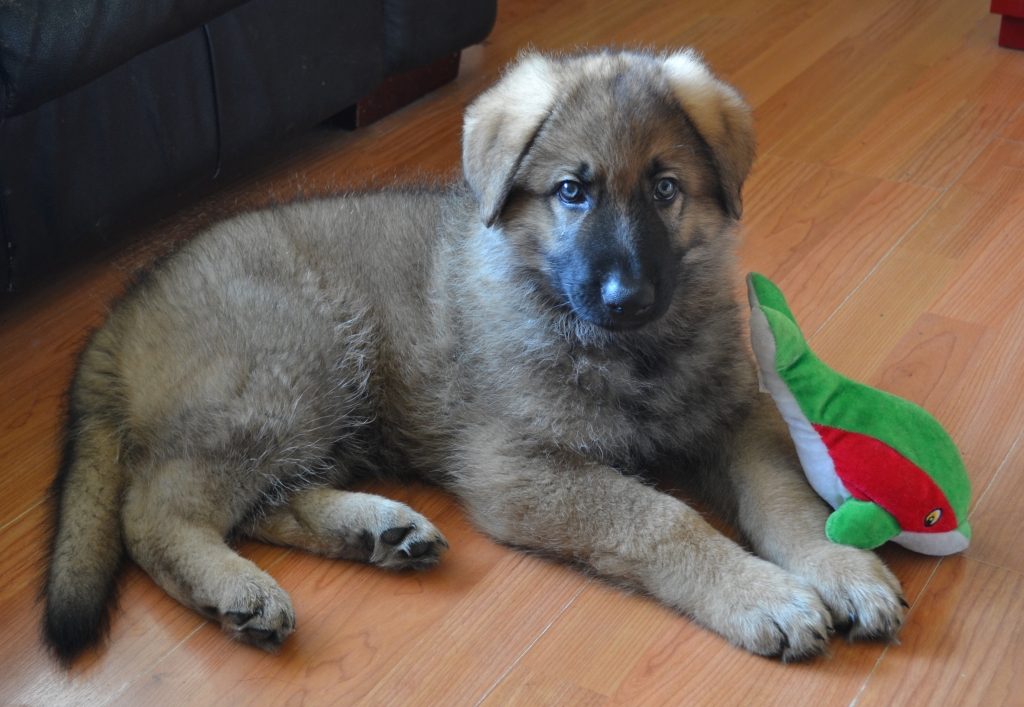  Franco 8 weeks first day home