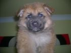 JESTONY RAZORLIGHT BLUE AT 6 WEEKS ( SAXON )- A RUBY/BLUE PUP-TYPICAL BLUE/RED SABLE JESTONY PUPPY