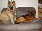 JESTONY SKY ROCKET ( ROCKET ) AT 16 MONTHS ( ON THE LEFT )- A SKYE/BLUE PUP-TYPICAL CREAM SABLE JESTONY PUPPY