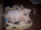 JESTONY SNOWS TORM AT 7 WEEKS ( BLUE )- A SAVANNAH/BLUE PUP-TYPICAL WHITE ( BLUE PIGMENT ) JESTONY PUPPY