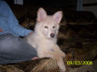 JESTONY SNOWS TORM AT 12 WEEKS ( BLUE )- A SAVANNAH/BLUE PUP-TYPICAL WHITE ( BLUE PIGMENT ) JESTONY PUPPY