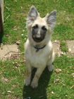 JESTONY SWEET SUMMER STORM AT 19 WEEKS ( ELLIE )- A SKYE/BLUE PUP-TYPICAL CREAM SABLE JESTONY PUPPY