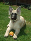 JESTONY SWEET SUMMER STORM AT 19 WEEKS ( ELLIE )- A SKYE/BLUE PUP-TYPICAL CREAM SABLE JESTONY PUPPY