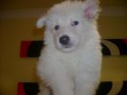 JESTONY SNOW STORM AT 6 WEEKS ( BLUE )- A SAVANNAH/BLUE PUP-TYPICAL WHITE ( BLUE PIGMENT ) JESTONY PUPPY