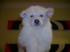 JESTONY SNOW STORM AT 6 WEEKS ( BLUE )- A SAVANNAH/BLUE PUP-TYPICAL WHITE ( BLUE PIGMENT ) JESTONY PUPPY