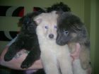 JESTONY SNOW STORM AT 6 WEEKS ( BLUE )- A SAVANNAH/BLUE PUP-TYPICAL WHITE ( BLUE PIGMENT ) JESTONY PUPPY