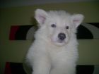 JESTONY SNOW STORM AT 6 WEEKS ( BLUE )- A SAVANNAH/BLUE PUP-TYPICAL WHITE ( BLUE PIGMENT ) JESTONY PUPPY