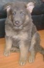 JESTONY BLUEBERRY SPARKLE AT 7 WEEKS ( GRACE )-A SAVANNAH/BLUE PUP- TYPICAL BLUE/GOLD JESTONY PUPPY