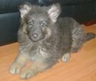 JESTONY BLUEBERRY DAZZLE AT 7 WEEKS- A SAVANNAH/BLUE PUP-TYPICAL BLUE/GOLD JESTONY PUPPY