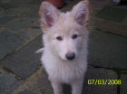 JESTONY SNOWS TORM AT 12 WEEKS ( BLUE )- A SAVANNAH/BLUE PUP-TYPICAL WHITE ( BLUE PIGMENT ) JESTONY PUPPY