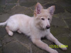 JESTONY SNOWS TORM AT 12 WEEKS ( BLUE )- A SAVANNAH/BLUE PUP-TYPICAL WHITE ( BLUE PIGMENT ) JESTONY PUPPY