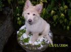 JESTONY SNOWS TORM AT 12 WEEKS ( BLUE )- A SAVANNAH/BLUE PUP-TYPICAL WHITE ( BLUE PIGMENT ) JESTONY PUPPY