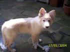 JESTONY SNOWS TORM AT 12 WEEKS ( BLUE )- A SAVANNAH/BLUE PUP-TYPICAL WHITE ( BLUE PIGMENT ) JESTONY PUPPY