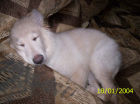 JESTONY SNOWS TORM AT 12 WEEKS ( BLUE )- A SAVANNAH/BLUE PUP-TYPICAL WHITE ( BLUE PIGMENT ) JESTONY PUPPY