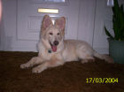 JESTONY SNOWS TORM AT 6 MONTHS ( BLUE )- A SAVANNAH/BLUE PUP-TYPICAL WHITE ( BLUE PIGMENT ) JESTONY PUPPY