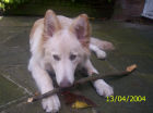 JESTONY SNOWS TORM AT 6 MONTHS ( BLUE )- A SAVANNAH/BLUE PUP-TYPICAL WHITE ( BLUE PIGMENT ) JESTONY PUPPY