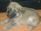 JESTONY SKY ROCKET AT 6 WEEKS ( ROCKET )- A SKYE/BLUE PUP-TYPICAL CREAM SABLE JESTONY PUPPY