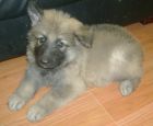 JESTONY SKY ROCKET AT 6 WEEKS ( ROCKET )- A SKYE/BLUE PUP-TYPICAL CREAM SABLE JESTONY PUPPY