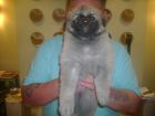 JESTONY SWEET SUMMER STORM AT 5 WEEKS ( ELLIE )- A SKYE/BLUE PUP-TYPICAL CREAM SABLE JESTONY PUPPY