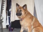 JESTONY GOLDEN DESTINY AT 1 YEAR OLD ( FAITH )- A RUBY/BLUE PUP-TYPICAL GOLD SABLE JESTONY PUPPY