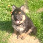 JESTONY SKY PILOT AT 8 WEEKS- A SKYE/BLUE PUP-TYPICAL BLACK/GOLD JESTONY PUPPY