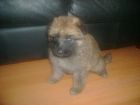 JESTONY GOLDEN DESTINY AT 4 WEEKS ( FAITH )- A RUBY/BLUE PUP-TYPICAL GOLD SABLE JESTONY PUPPY