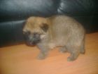 JESTONY GOLDEN DESTINY AT 4 WEEKS ( FAITH )- A RUBY/BLUE PUP-TYPICAL GOLD SABLE JESTONY PUPPY