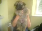 JESTONY GOLDEN DESTINY AT 4 WEEKS ( FAITH )- A RUBY/BLUE PUP-TYPICAL GOLD SABLE JESTONY PUPPY