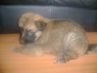 JESTONY GOLDEN DESTINY AT 4 WEEKS ( FAITH )- A RUBY/BLUE PUP-TYPICAL GOLD SABLE JESTONY PUPPY