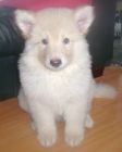 JESTONY WHITE WOLF AT 7 WEEKS ( KAI )- A RUBY/BLUE PUP-TYPICAL WHITE ( BLUE PIGMENT ) JESTONY PUPPY