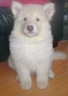 JESTONY WHITE WOLF AT 7 WEEKS ( KAI )- A RUBY/BLUE PUP-TYPICAL WHITE ( BLUE PIGMENT ) JESTONY PUPPY