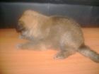 JESTONY GOLDEN DESTINY AT 4 WEEKS ( FAITH )- A RUBY/BLUE PUP-TYPICAL GOLD SABLE JESTONY PUPPY