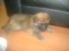 JESTONY GOLDEN DESTINY AT 4 WEEKS ( FAITH )- A RUBY/BLUE PUP-TYPICAL GOLD SABLE JESTONY PUPPY