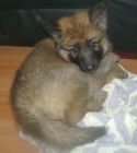 JESTONY GOLDEN DESTINY AT 6 WEEKS ( FAITH )- A RUBY/BLUE PUP-TYPICAL GOLD SABLE JESTONY PUPPY