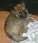 JESTONY GOLDEN DESTINY AT 6 WEEKS ( FAITH )- A RUBY/BLUE PUP-TYPICAL GOLD SABLE JESTONY PUPPY