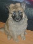 JESTONY GOLDEN DESTINY AT 6 WEEKS ( FAITH )- A RUBY/BLUE PUP-TYPICAL GOLD SABLE JESTONY PUPPY