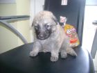 JESTONY CREME DE MONTHE AT 4 WEEKS ( PERSIA )- A SKYE/BLUE PUP-TYPICAL CREAM SABLE JESTONY PUPPY