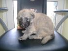 JESTONY CREME DE MONTHE AT 4 WEEKS ( PERSIA )- A SKYE/BLUE PUP-TYPICAL CREAM SABLE JESTONY PUPPY