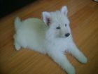 JESTONY FRUITELLI ICE AT 6 WEEKS- A RUBY/BLUE PUP-TYPICAL WHITE JESTONY PUPPY ( BLACK PIGMENT )