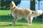 JESTONY WOLF BOY BLUE AT 1 YEAR OLD ( ZACH )- A RUBY/BLUE PUP-TYPICAL BLUE/RED SABLE JESTONY PUPPY