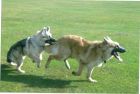 JESTONY WOLF BOY BLUE AT 1 YEAR OLD ( ZACH )- A RUBY/BLUE PUP-TYPICAL RED/BLUE SABLE JESTONY PUPPY