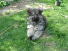 JESTONY SILVER PHOENIX AT 6 WEEKS ( ZOE )- A MADDIE/SAXON PUP-TYPICAL SILVER SABLE JESTONY PUPPY