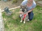 JESTONY SILVER PHOENIX AT 13 WEEKS ( ZOE )- A MADDIE/SAXON PUP-TYPICAL SILVER SABLE JESTONY PUPPY