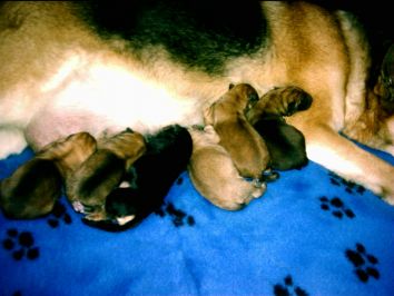  Zara with new born pups