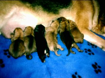  Zara with new born pups