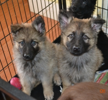  Cleo on the right @ 9 weeks old